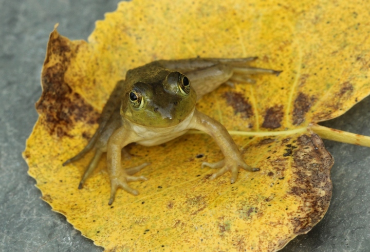 American Bullfrog
